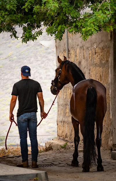 Paseos a Caballo (ES)